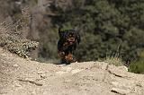 CAVALIER KING CHARLES 292